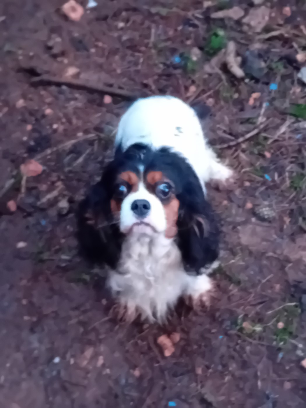 Sephora Du Petit Bois Ensorcelé