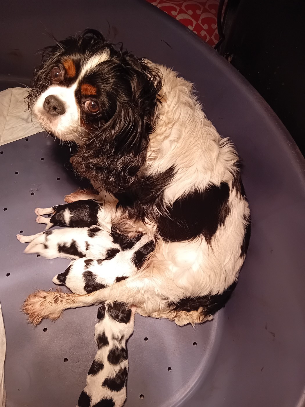 Saphir Du Petit Bois Ensorcelé