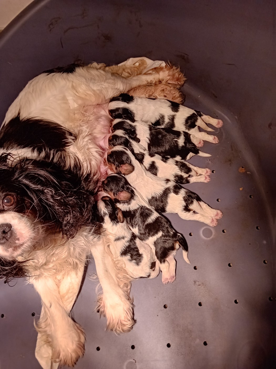 Du Petit Bois Ensorcelé - Cavalier King Charles Spaniel - Portée née le 03/12/2025