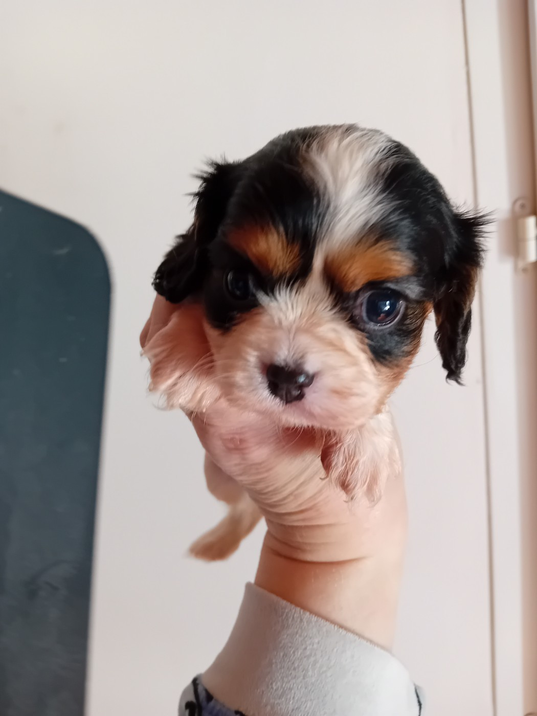Du Petit Bois Ensorcelé - Chiots disponibles - Cavalier King Charles Spaniel