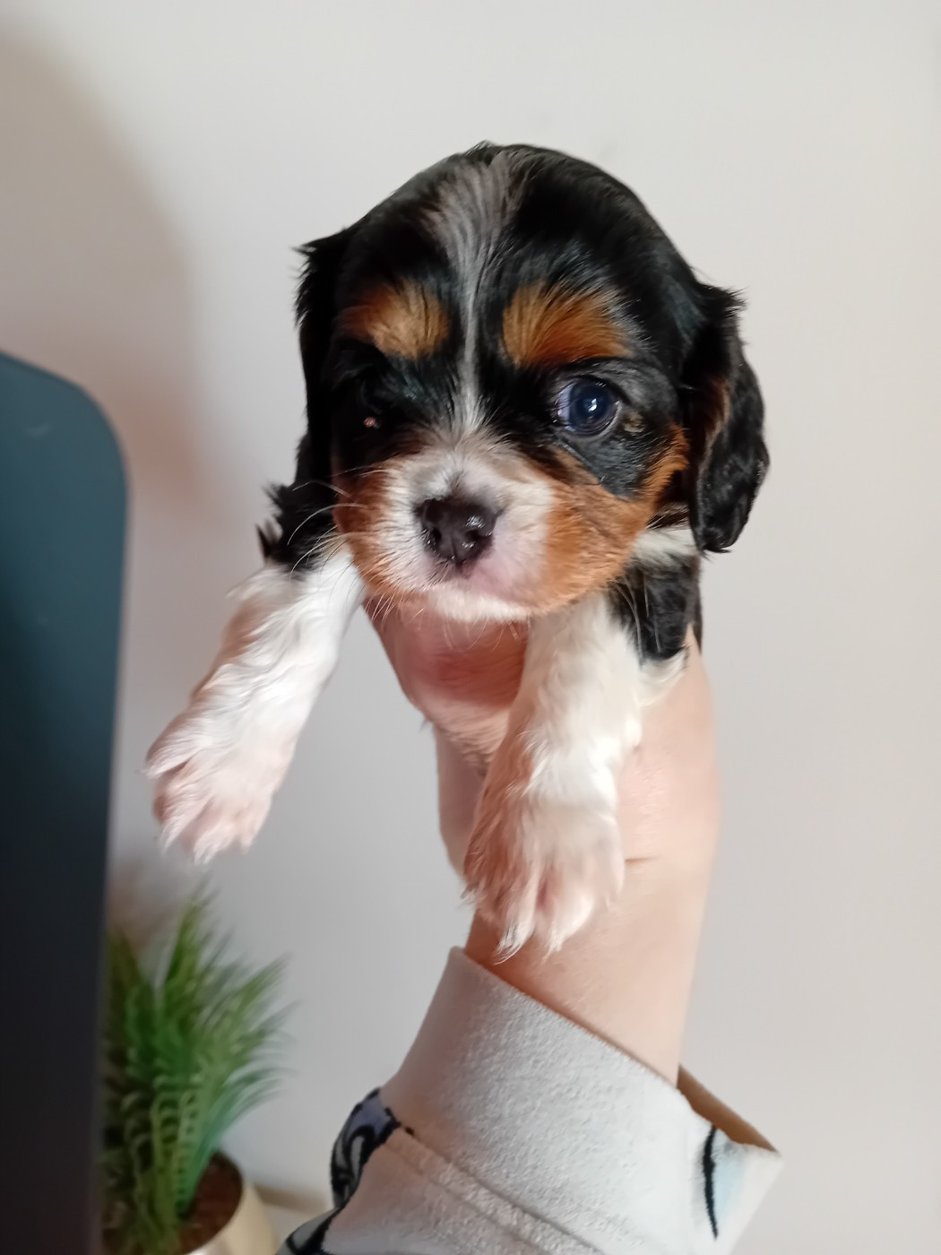 Du Petit Bois Ensorcelé - Chiots disponibles - Cavalier King Charles Spaniel