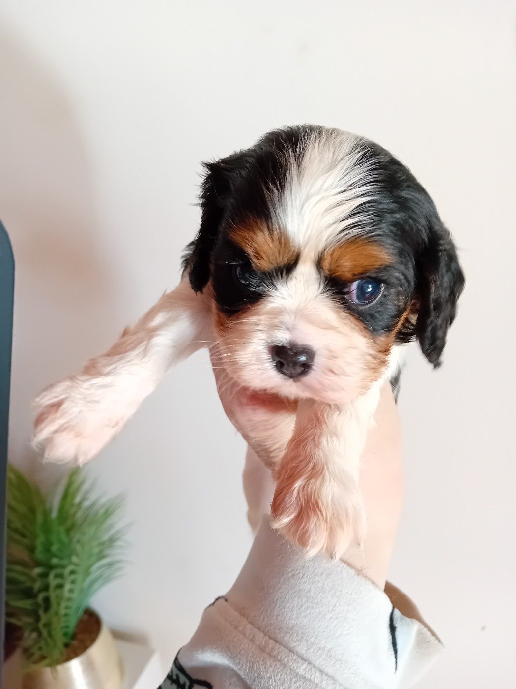 Du Petit Bois Ensorcelé - Chiots disponibles - Cavalier King Charles Spaniel