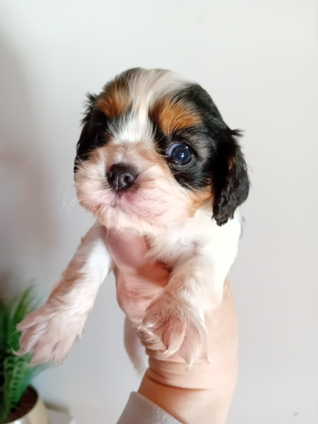 Du Petit Bois Ensorcelé - Chiots disponibles - Cavalier King Charles Spaniel