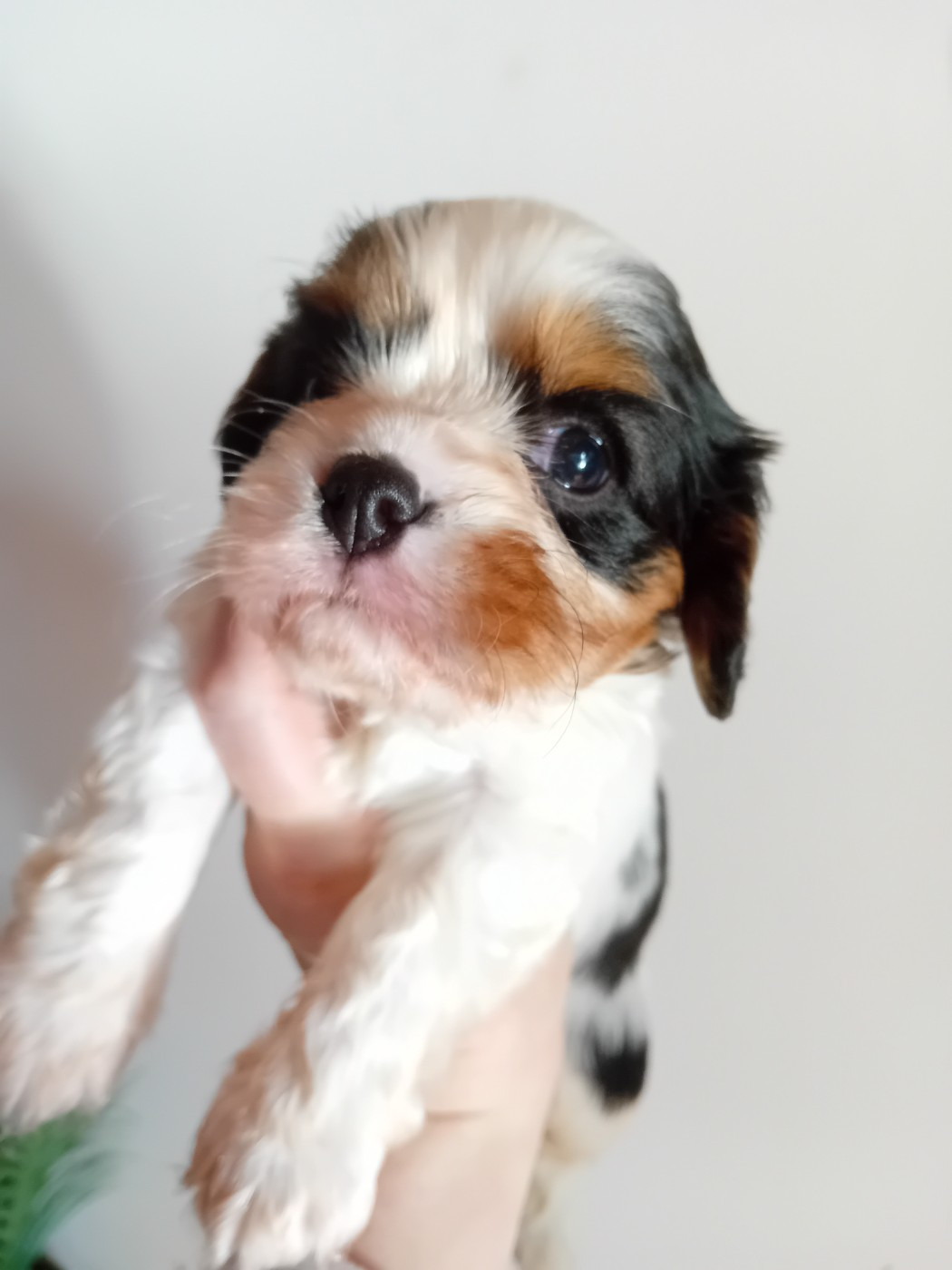 Du Petit Bois Ensorcelé - Chiots disponibles - Cavalier King Charles Spaniel