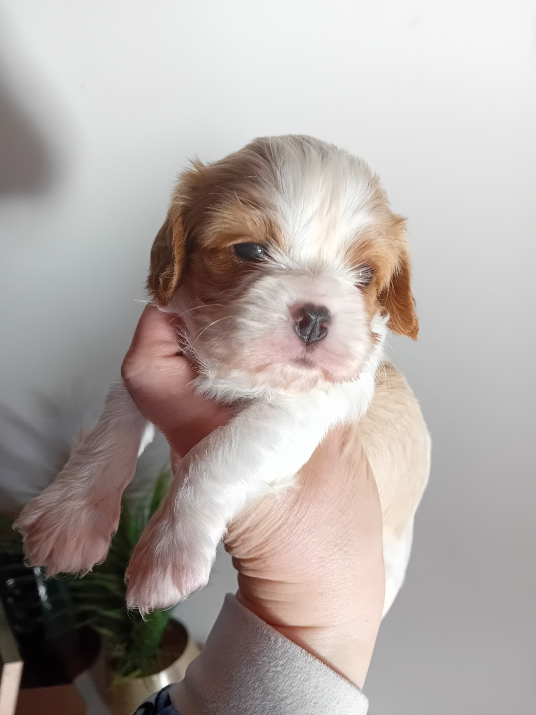 Du Petit Bois Ensorcelé - Chiots disponibles - Cavalier King Charles Spaniel