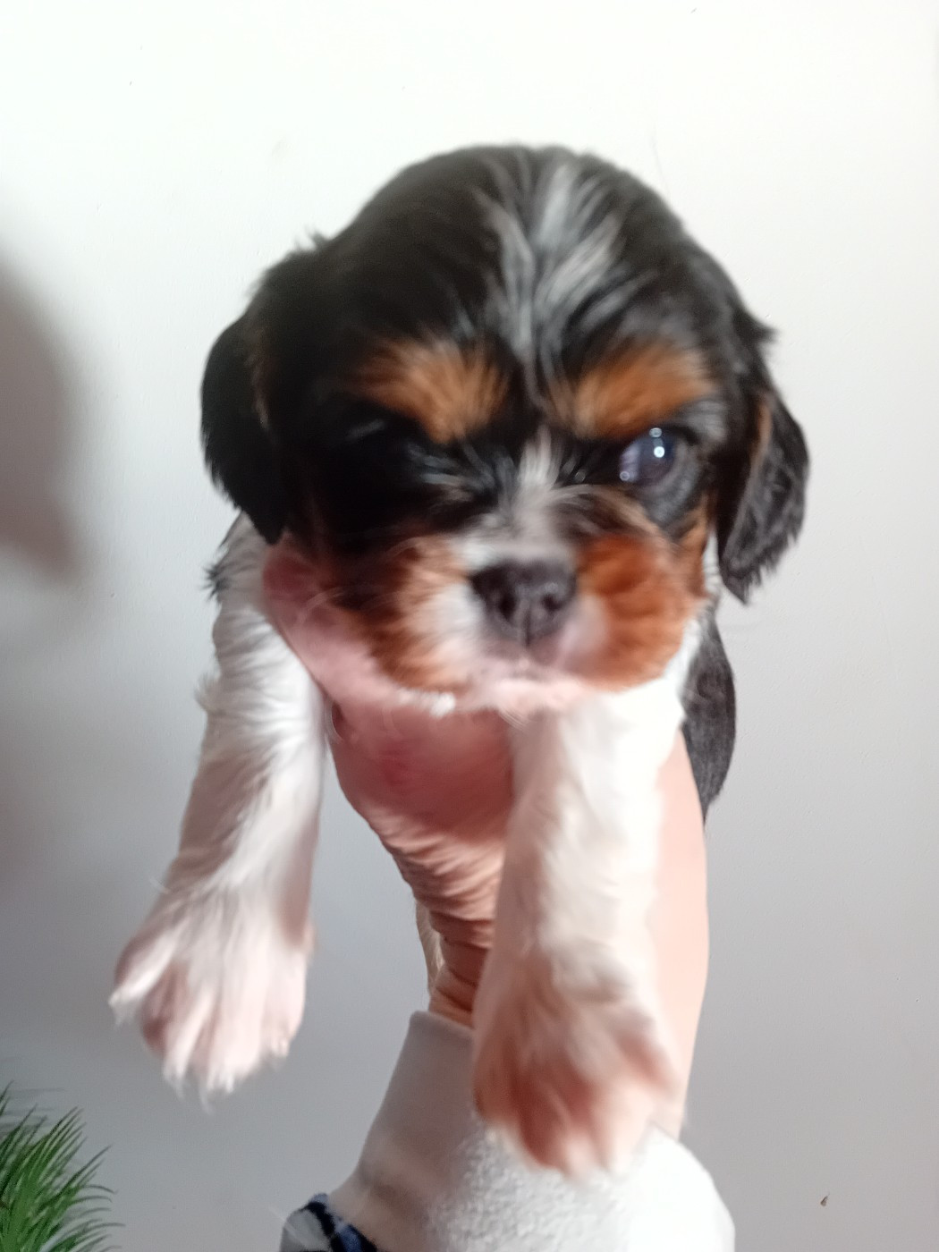 Du Petit Bois Ensorcelé - Chiots disponibles - Cavalier King Charles Spaniel