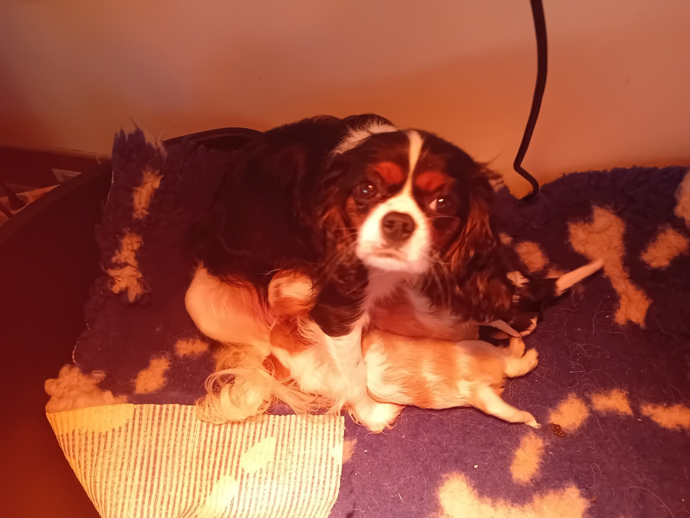 Du Petit Bois Ensorcelé - Cavalier King Charles Spaniel - Portée née le 06/12/2025