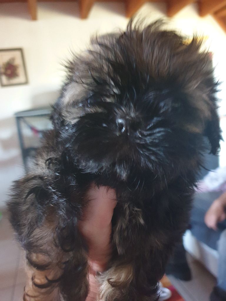 Du Petit Bois Ensorcelé - Chiots disponibles - Shih Tzu